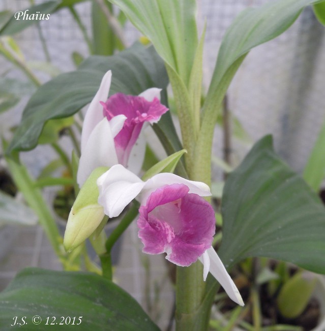 Phaius  15120610175611420013811946