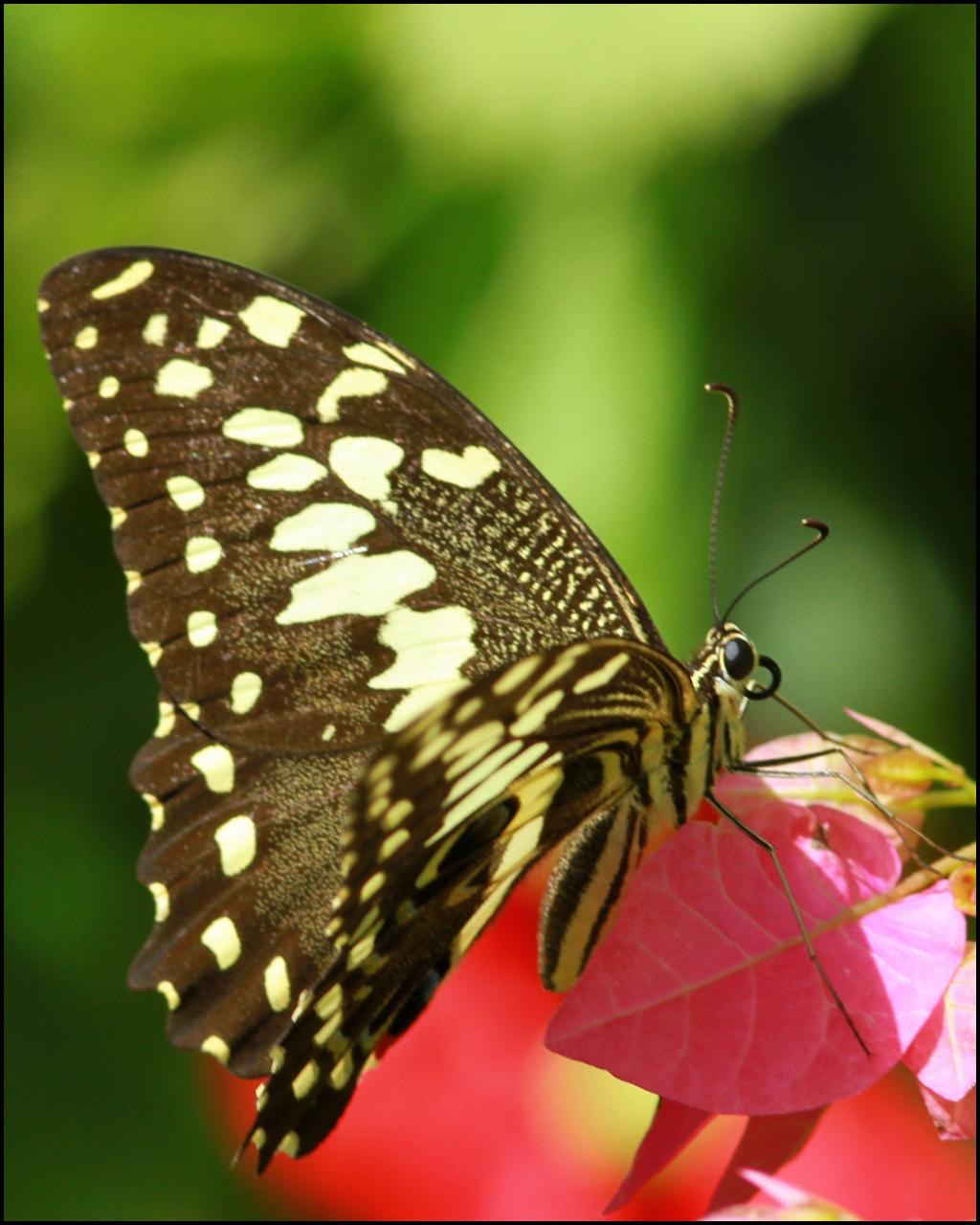 Papilio demodocus-Voilier des citronniers-IMG_2882