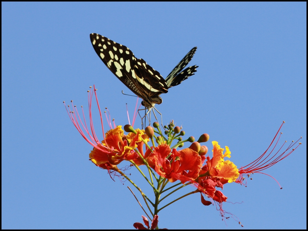 Papilio demodocus-IMG_5596