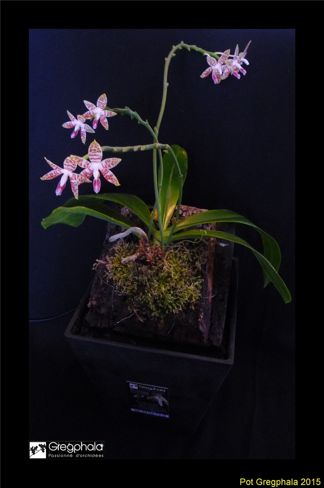 pot gregphala pour phalaenopsis - Page 3 15122906092017991313861741