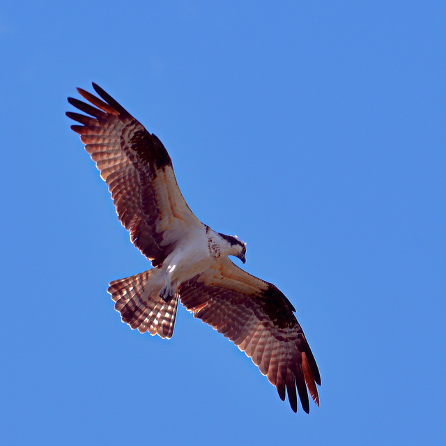 osprey en vol
