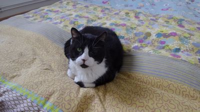 Skippy, très gentil chat noir et blanc, né vers 2011 160119055234202013908071