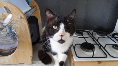 Skippy, très gentil chat noir et blanc, né vers 2011 160119055235202013908072