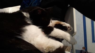 Skippy, très gentil chat noir et blanc, né vers 2011 160119055235202013908073