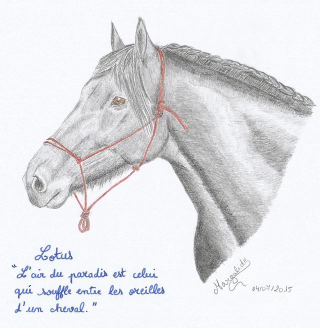 Lotus - suite et fin 2