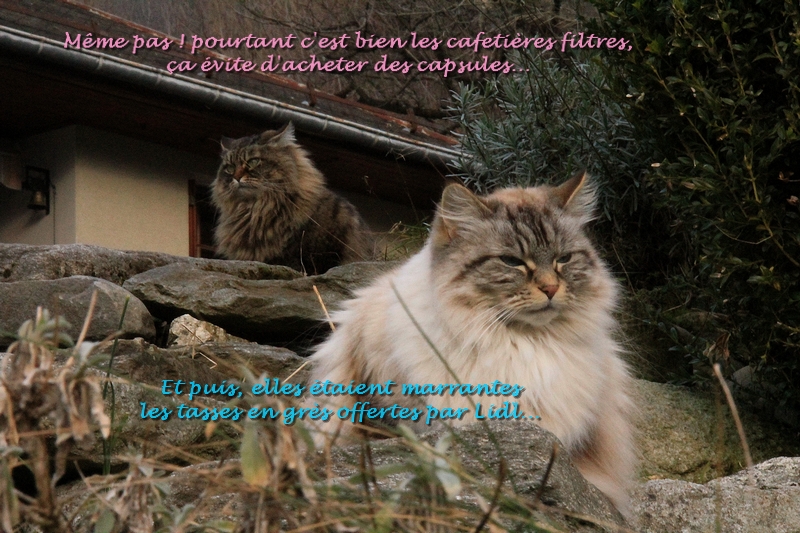 Remerciement Georges Mistigrette Albane 1