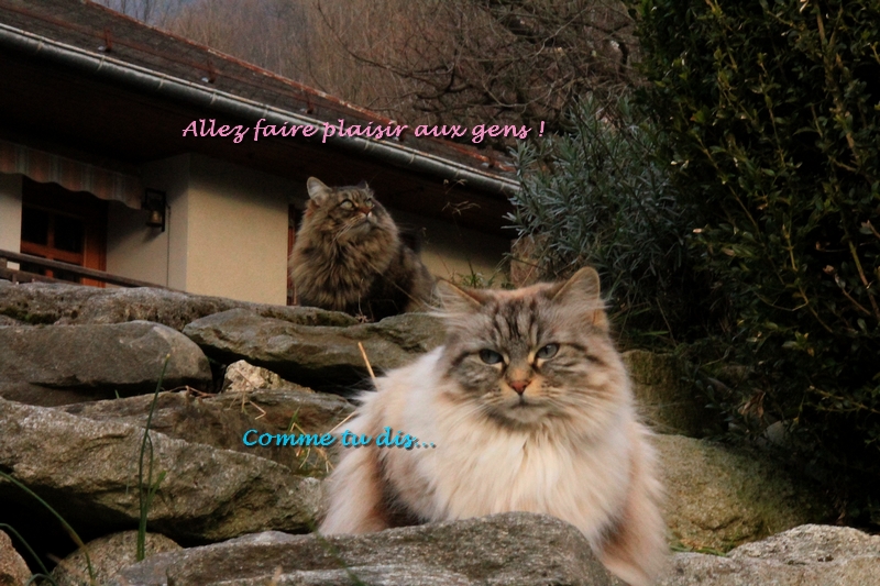 Remerciement Georges Mistigrette Albane 2