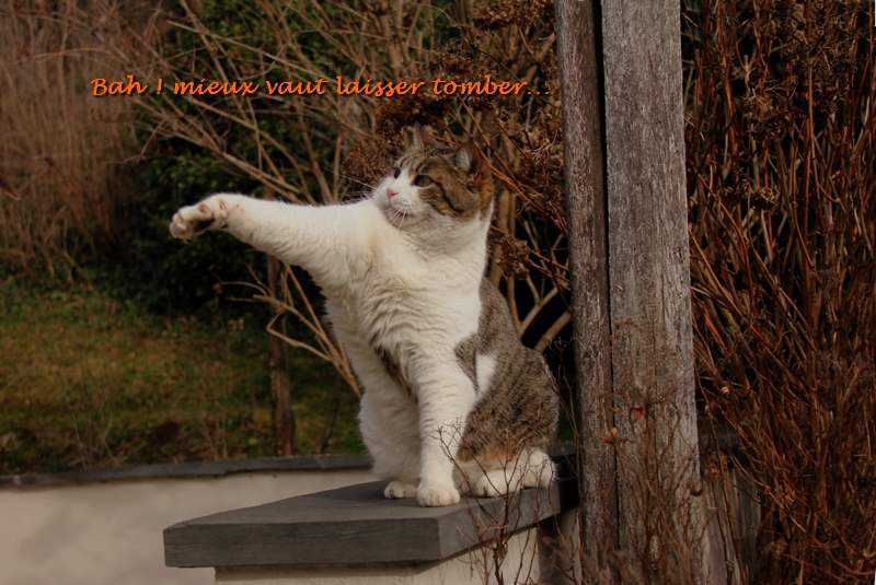 Remerciement Georges Mistral 1