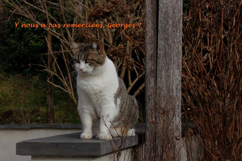 Remerciement Georges Mistral