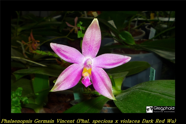 Phalaenopsis Germaine Vincent (speciosa x violacea 'Dark Red Wu') 16012712192017991313927824