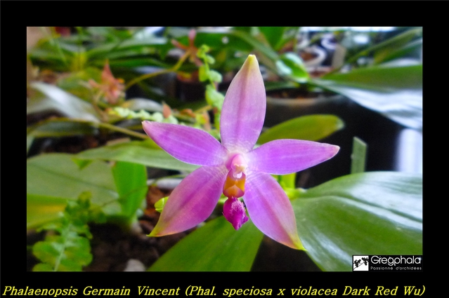 Phalaenopsis Germaine Vincent (speciosa x violacea 'Dark Red Wu') 16012712194617991313927826