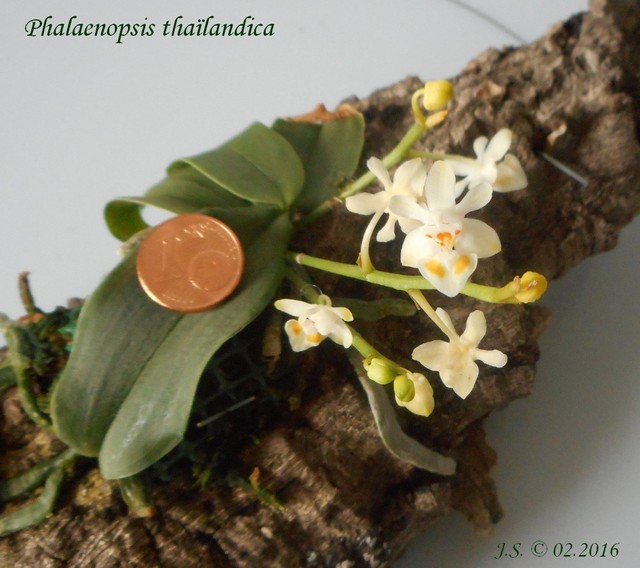 Phalaenopsis thaïlandica 16020711155211420013954194