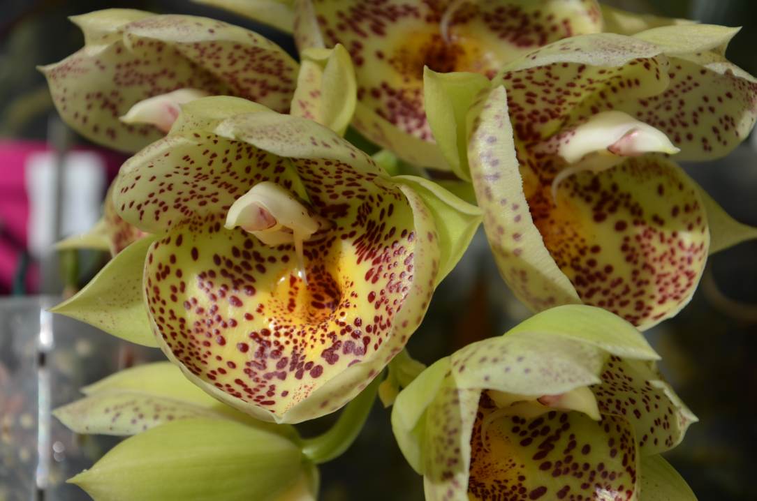  Catasetum Orchidglade 'Davie Ranches'  16020711354615993613954215