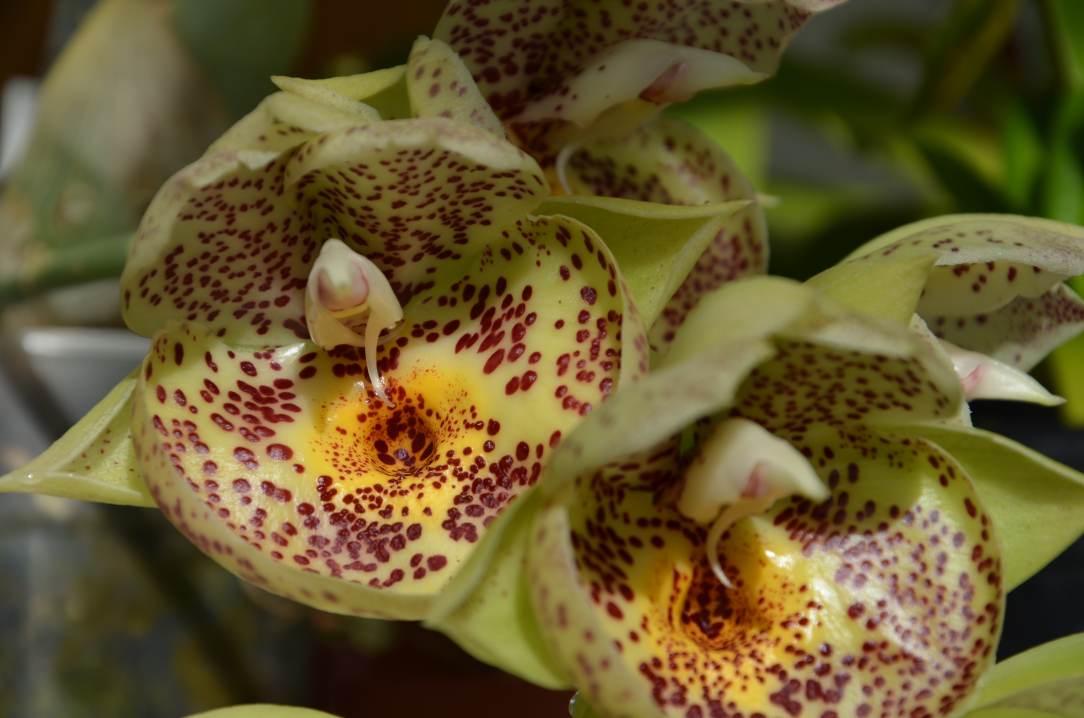  Catasetum Orchidglade 'Davie Ranches'  16020711354815993613954217