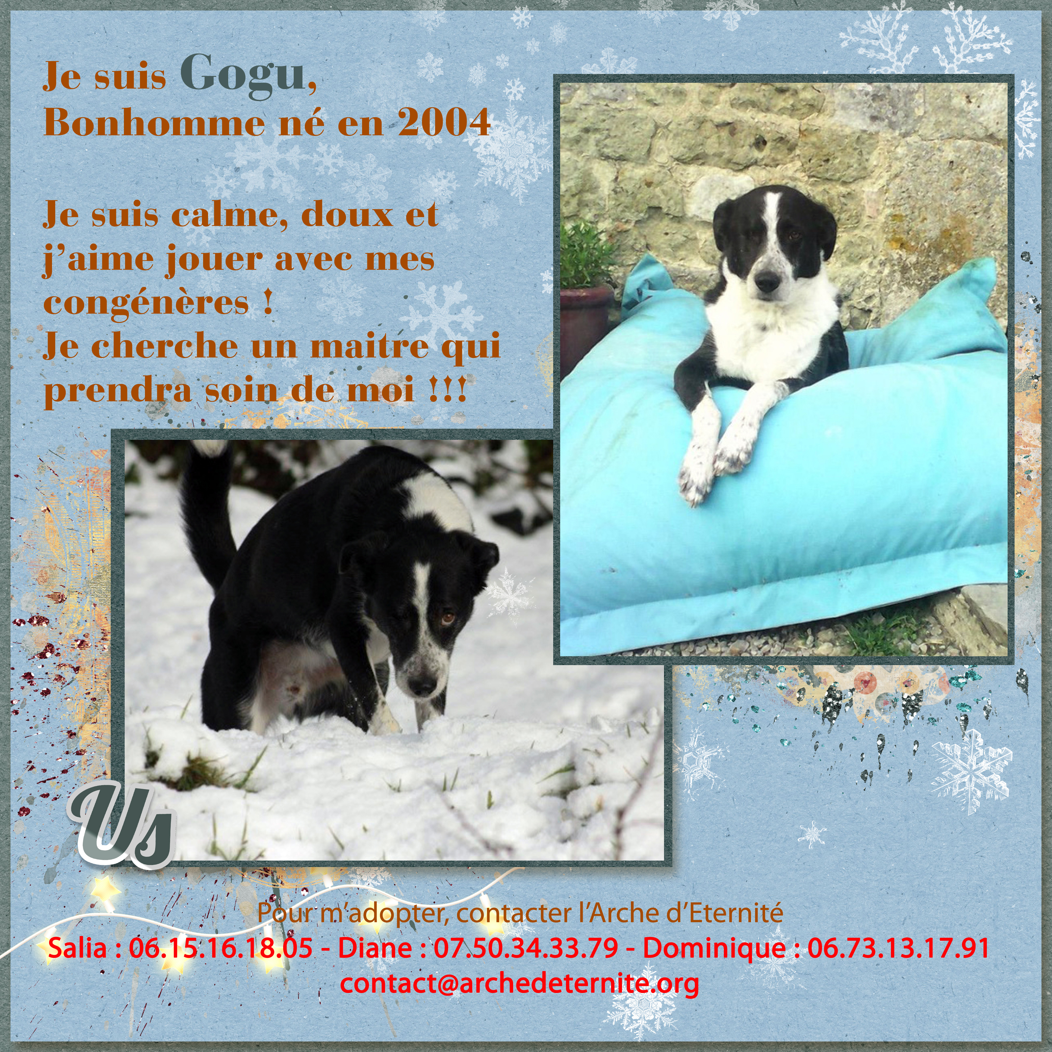 Urgent -  GOGU - 5 ans - (1 oeil)  Asso Arche d'Eternité -  en fa (61) 16021110075216542413967396