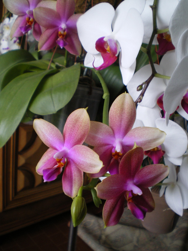 Phalaenopsis sweet memory - Floraisons - Forums Orchidees.fr