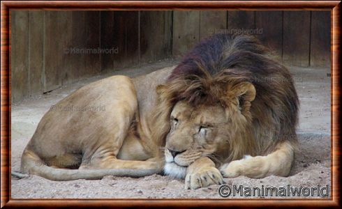 Lion d'Afrique - lionafrique9
