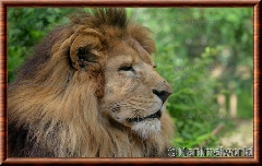Lion d'Afrique - lionafrique7
