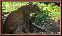 Lynx commun - Le lynx commun