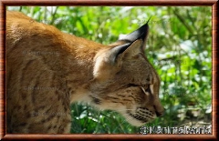 Lynx commun - portrait lynx commun