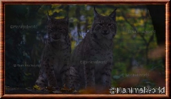 Lynx commun - lynxlynx