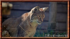 Lynx commun - lynxcommun10
