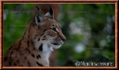 Lynx commun - lynxcommun14