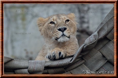 Lion d'Asie - lionasie22