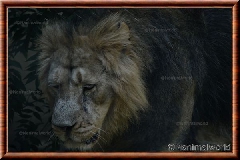 Lion d'Asie - lionasie7