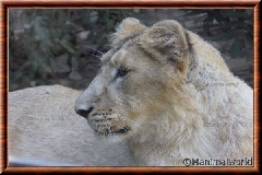 Lion d'Asie - lionasie9