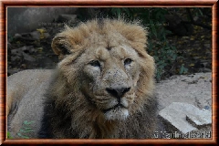 Lion d'Asie - lionasie18