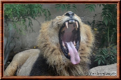 Lion d'Asie - lionasie19