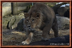 Lion d'Asie - lionasie20