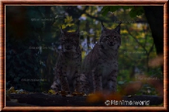 Lynx commun - lynxcommun19