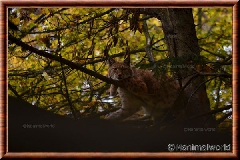 Lynx commun - lynxcommun22
