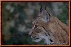 Lynx commun - lynxcommun23