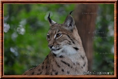 Lynx commun - lynxcommun24