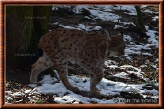 Lynx commun - lynxcommun26