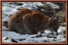 Lynx commun - lynxcommun27