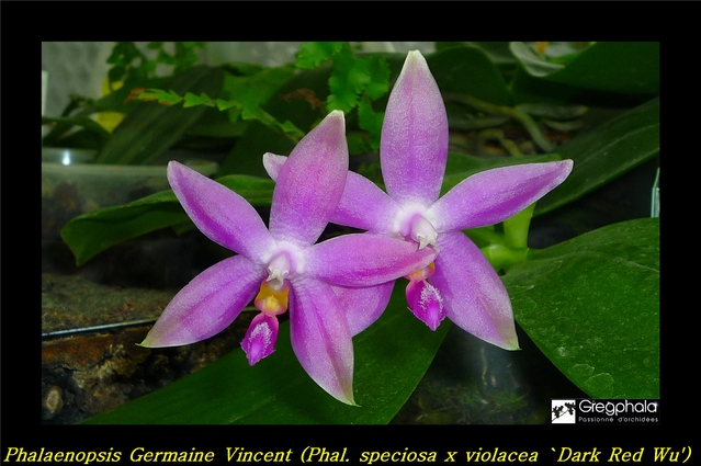 Phalaenopsis Germaine Vincent (speciosa x violacea 'Dark Red Wu') 16022912571717991314016674