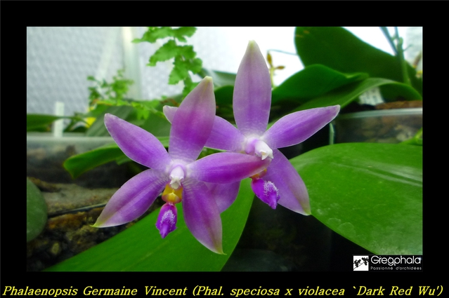 Phalaenopsis Germaine Vincent (speciosa x violacea 'Dark Red Wu') 16022912574117991314016675