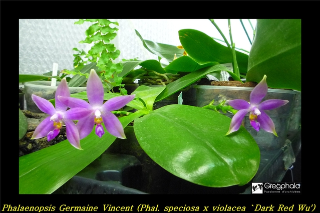 Phalaenopsis Germaine Vincent (speciosa x violacea 'Dark Red Wu') 16022912580817991314016676