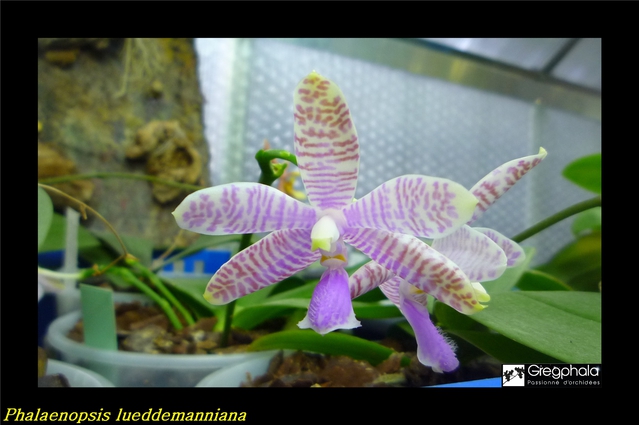 Phalaenopsis lueddemanniana Selection 16022912583217991314016677