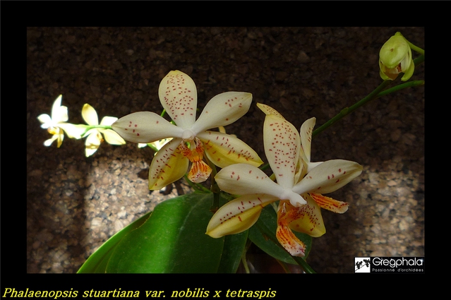 Phalaenopsis Tetrastar (stuartiana var. nobilis x tetraspis) 16022912590017991314016680