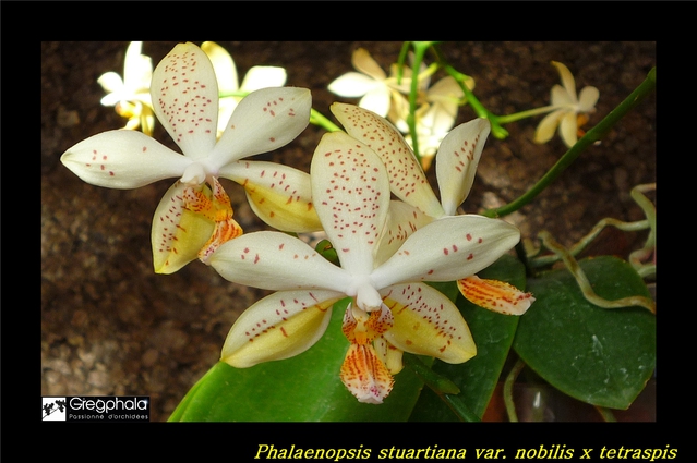 Phalaenopsis Tetrastar (stuartiana var. nobilis x tetraspis) 16022912592817991314016682