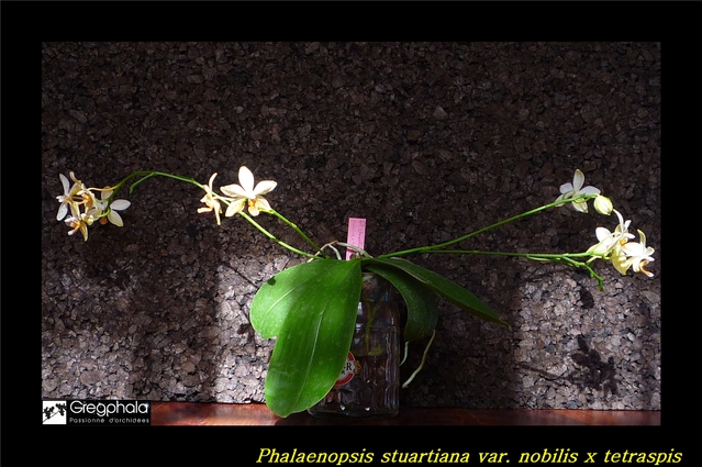 Phalaenopsis Tetrastar (stuartiana var. nobilis x tetraspis) 16022912595717991314016683