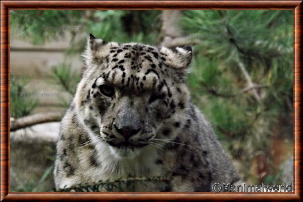 Panthre des neiges - pantheredesneiges3