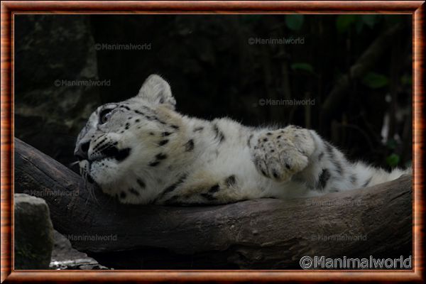 Panthre des neiges - pantheredesneiges7