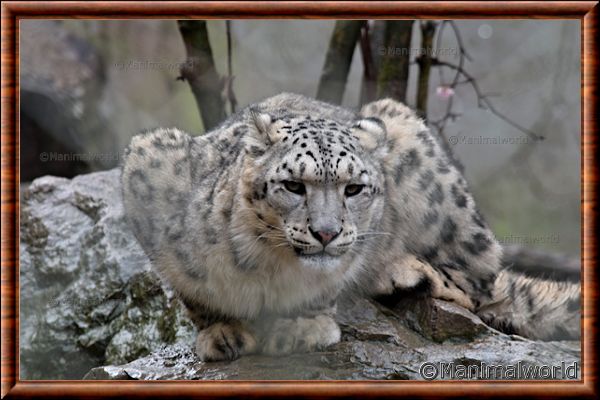 Panthre des neiges - pantheredesneiges21