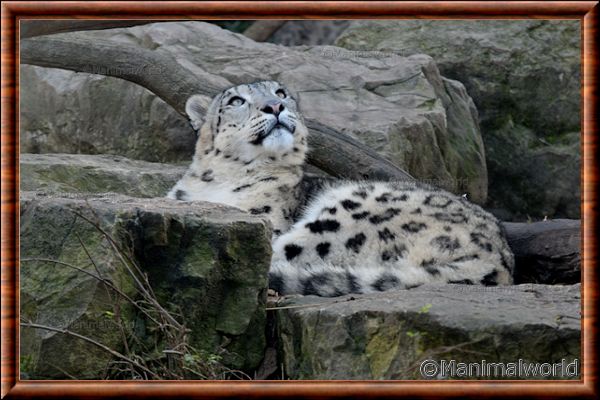 Panthre des neiges - pantheredesneiges24